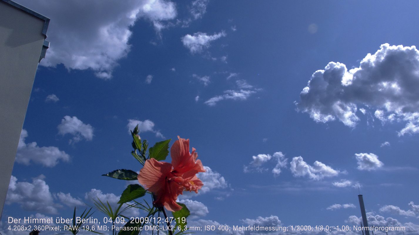 Blume