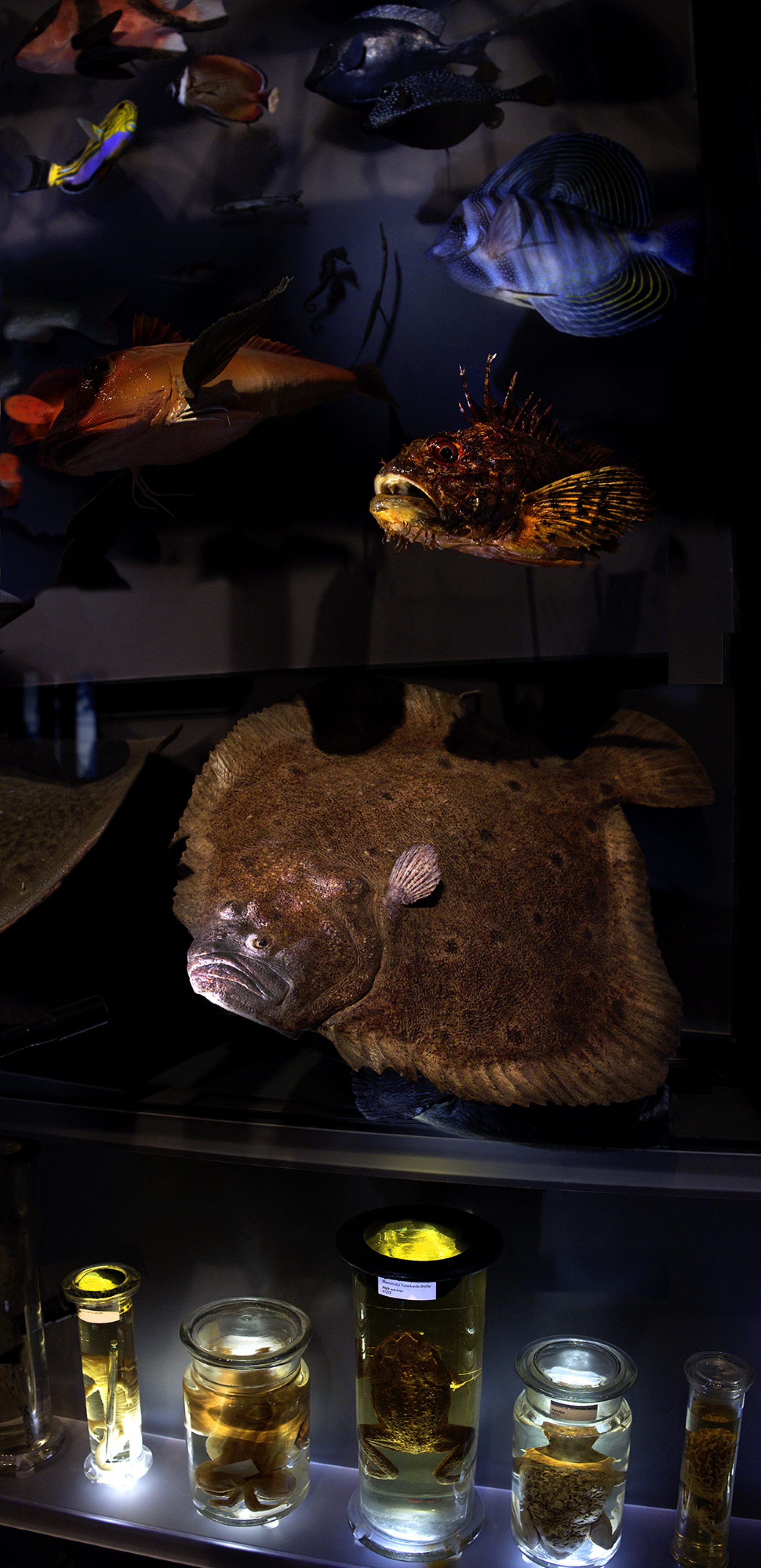 Berlin, Naturkundemuseum, Vitrinen, Nass-Sammlung