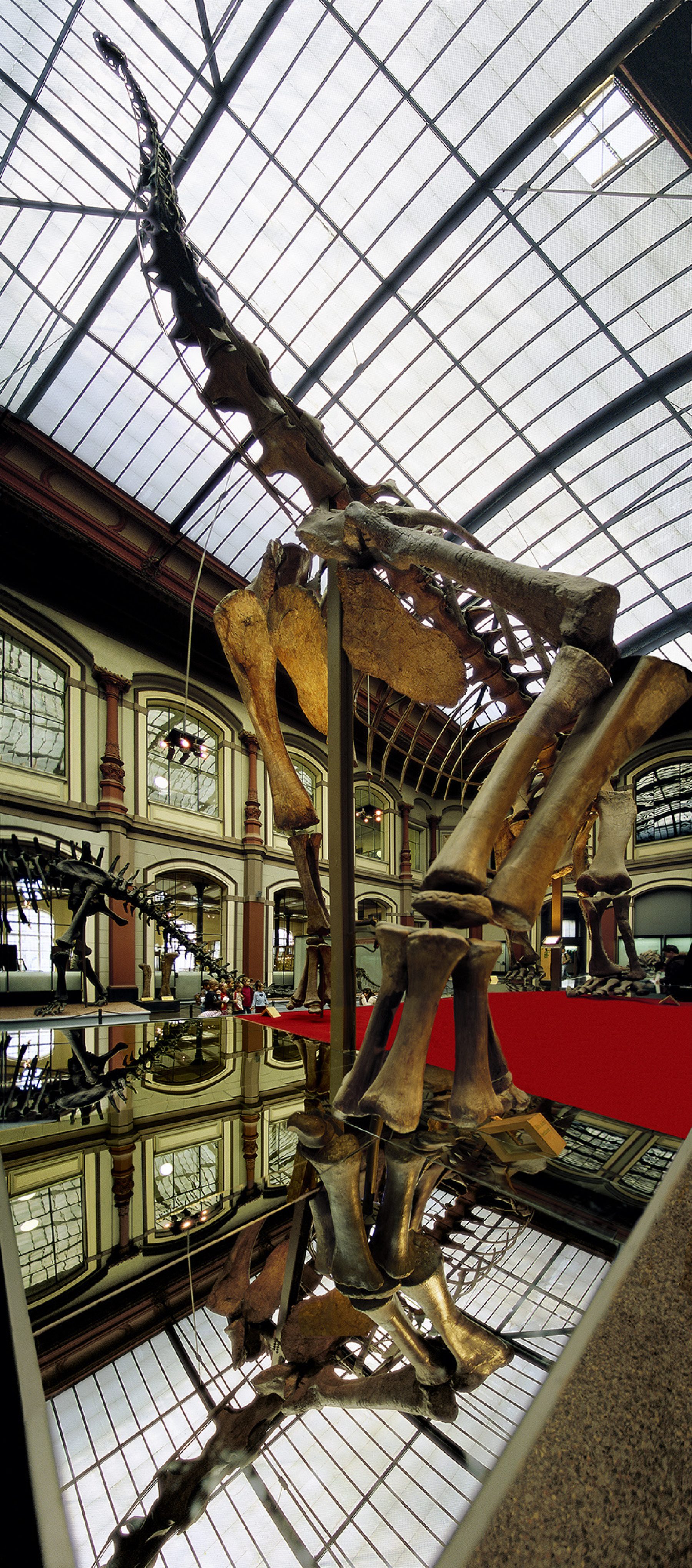 Berlin, Naturkundemuseum, Tyrannosaurus rex Tristan Otto