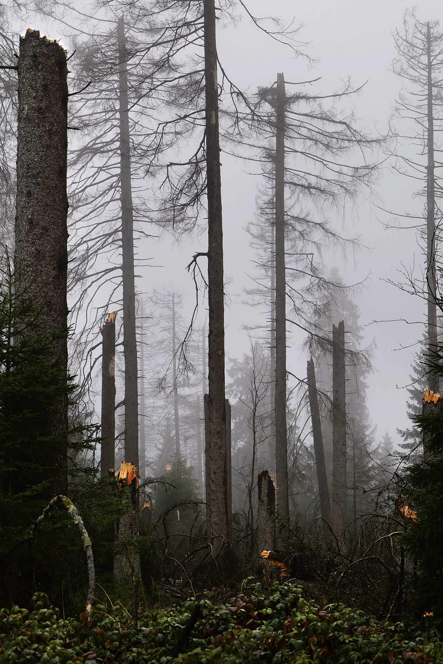 Abgebrochene Bäume A