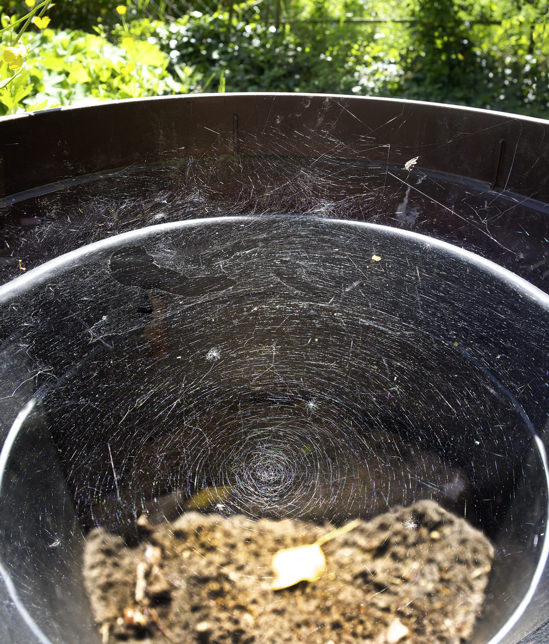 Topfspinnennetz