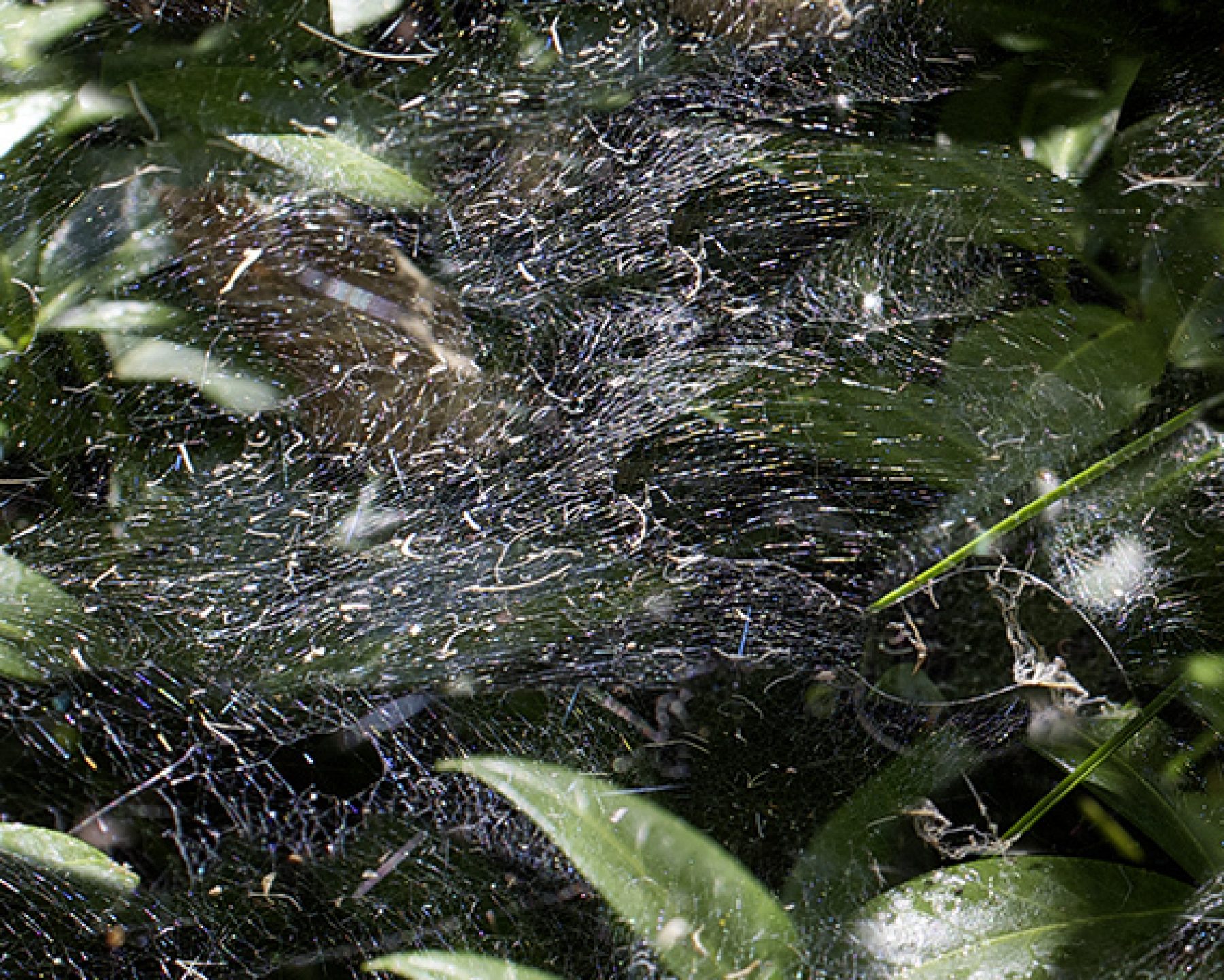 Große Spinnenblätter A