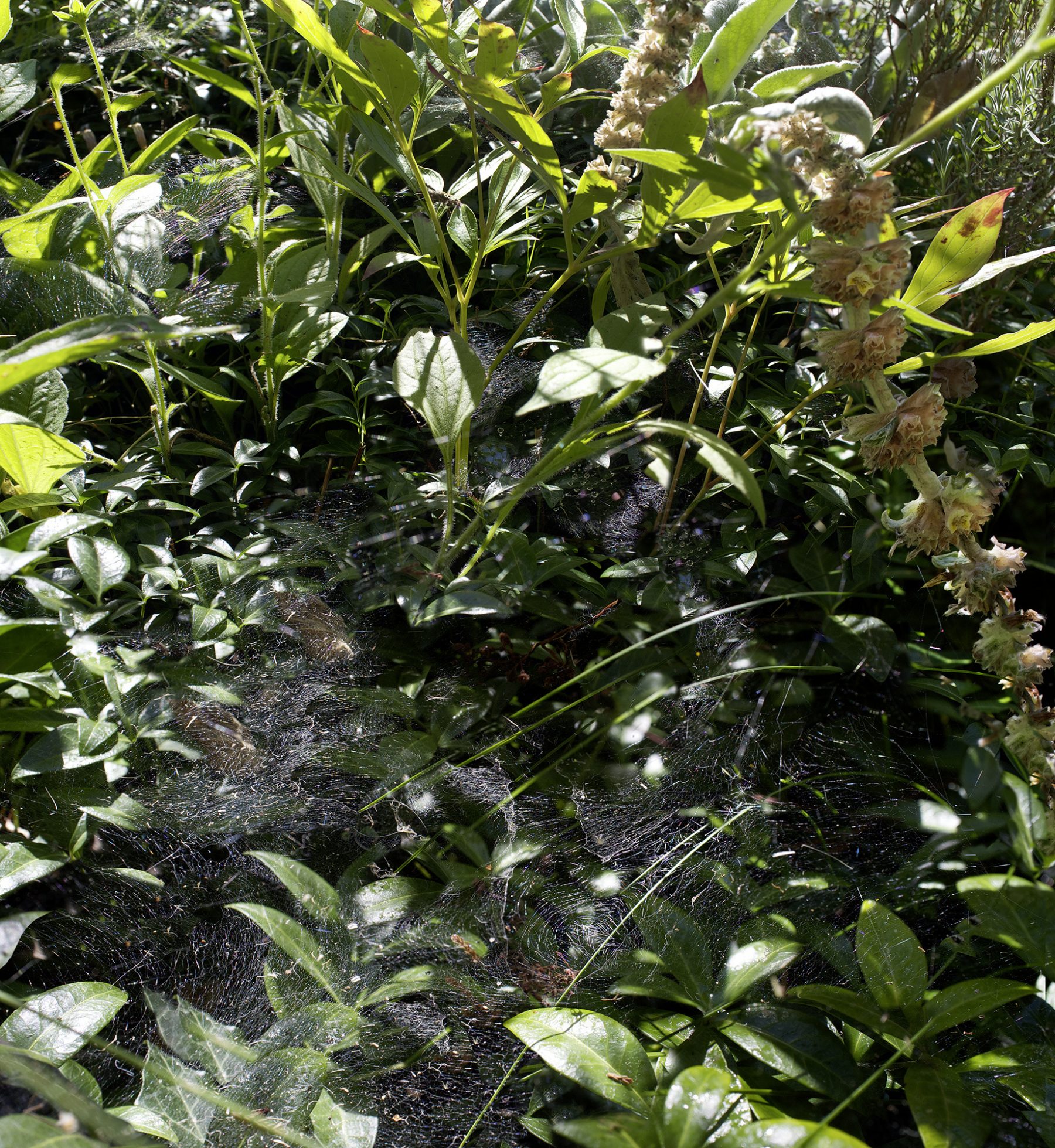 Große Spinnenblätter