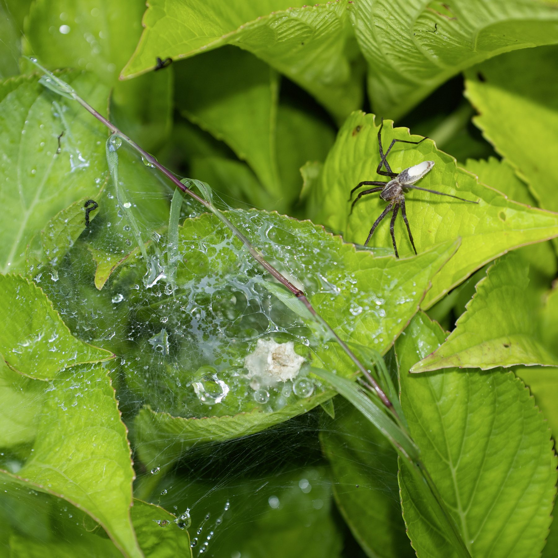 Mit großer Spinne A