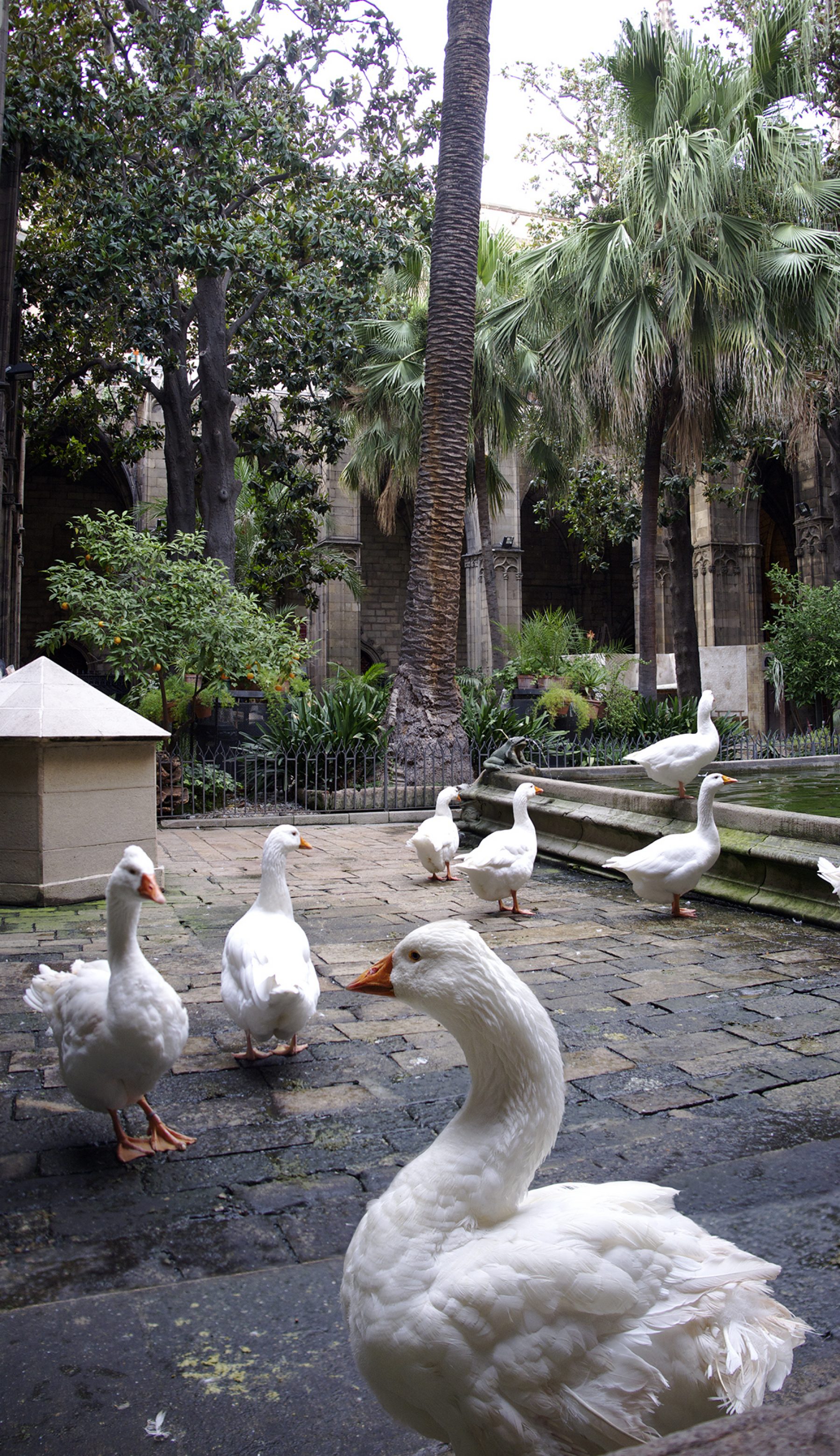 Barcelona, Heilige Gänse in der Catedral de la Santa Creu i Santa Eulàlia