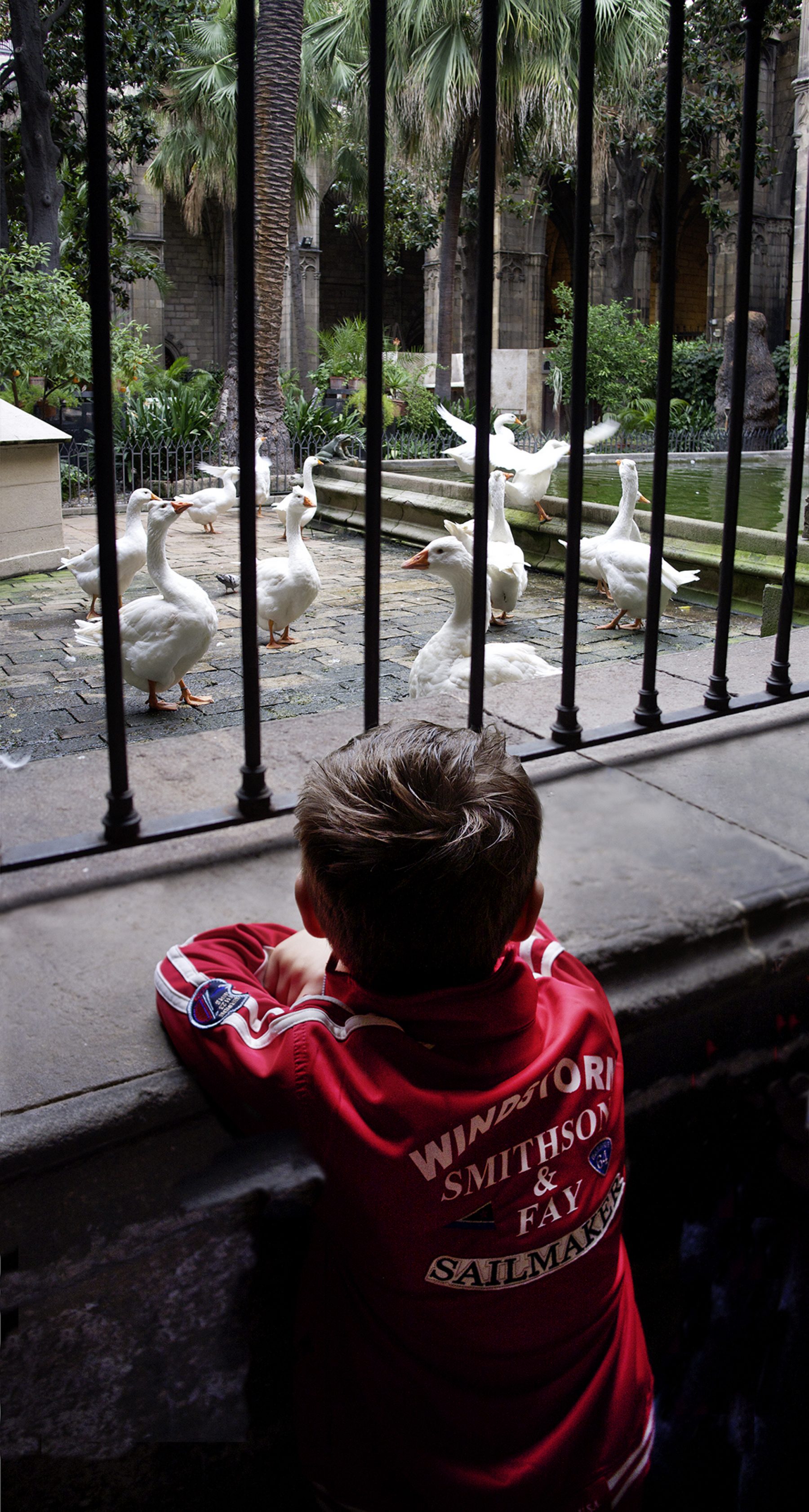 Barcelona, Heilige Gänse, La Catedral de la Santa Creu i Santa Eulàlia