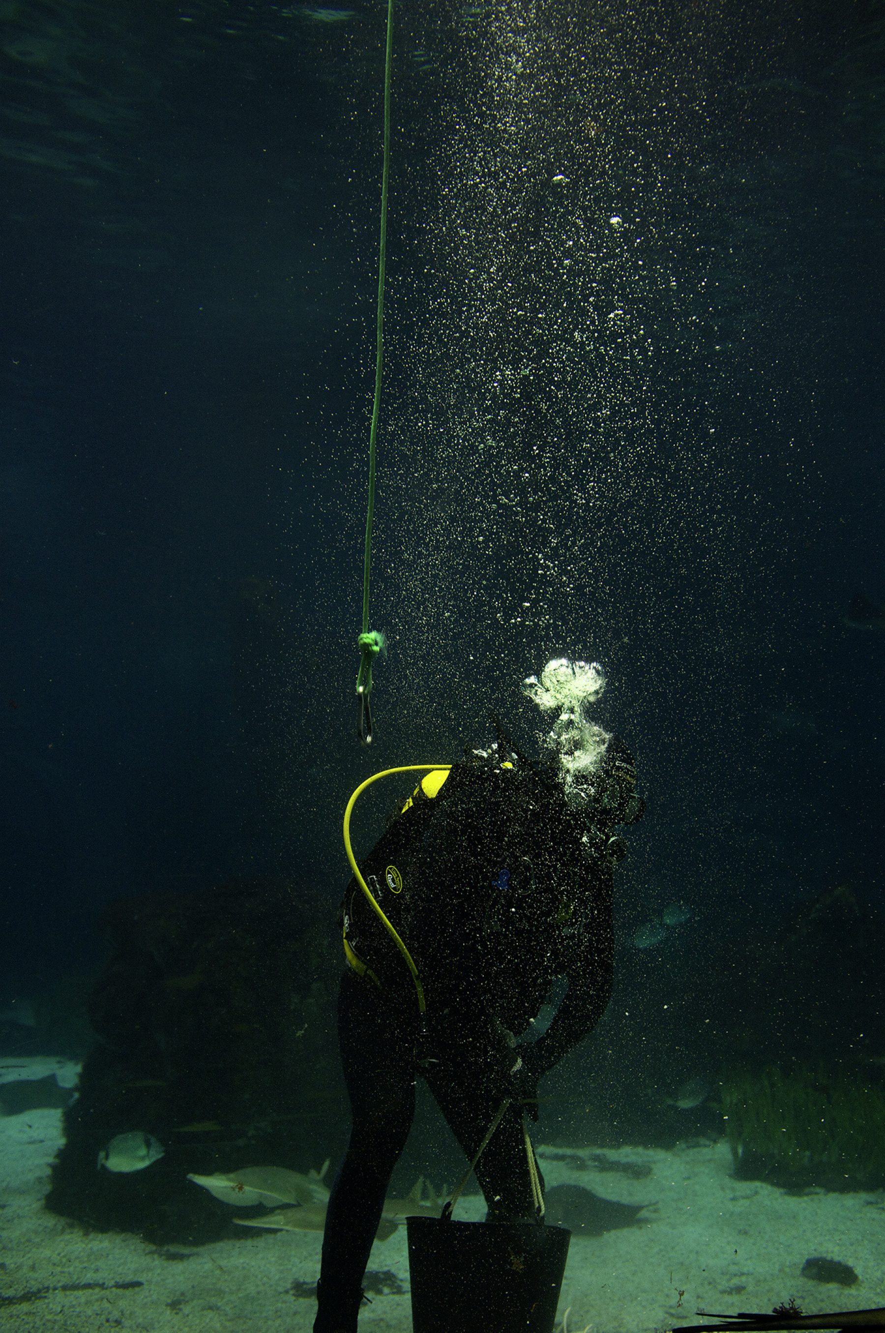 Aquarium Barcelona, Taucher