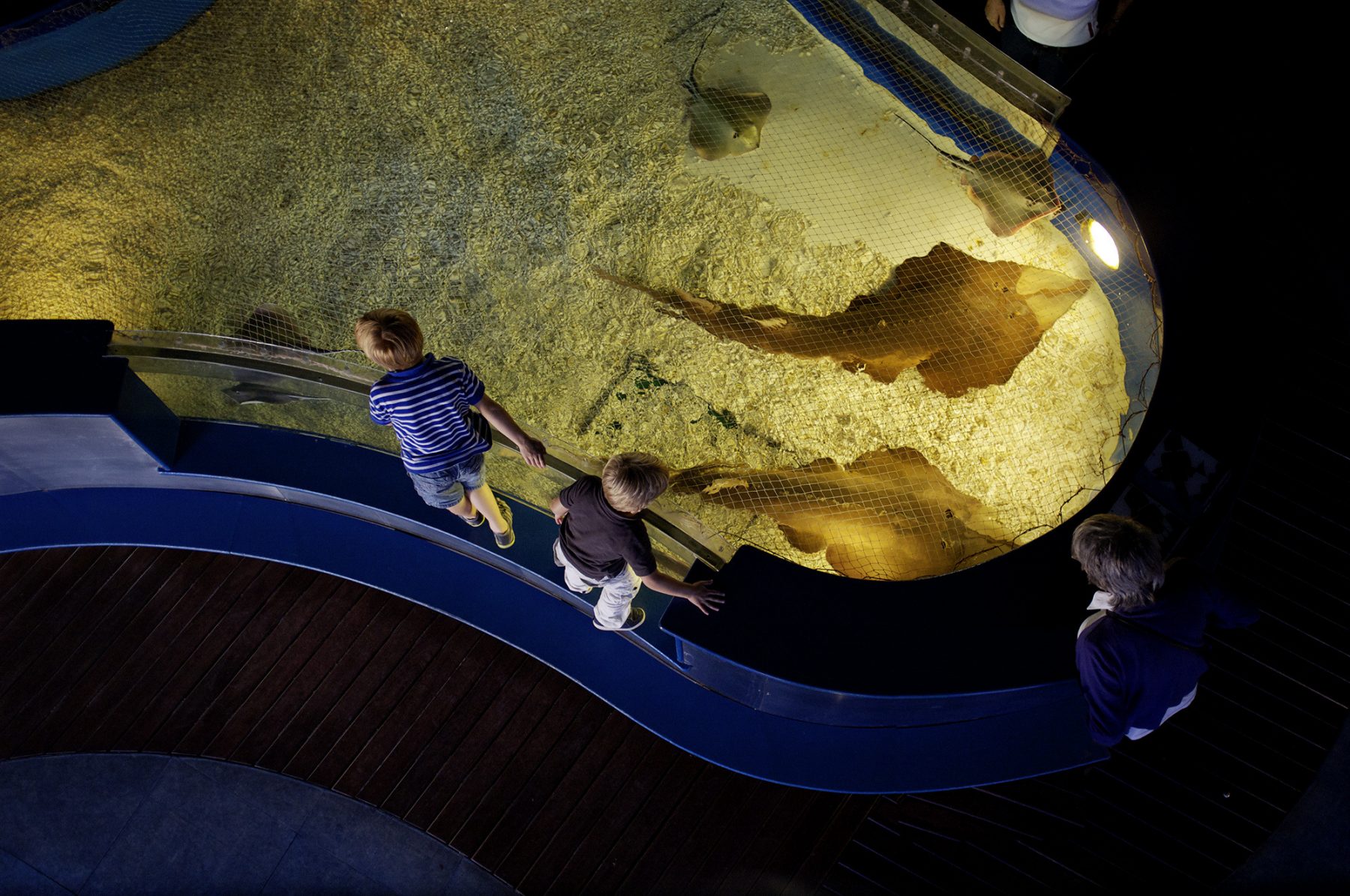 Aquarium Barcelona, Rochenbecken, Kinder