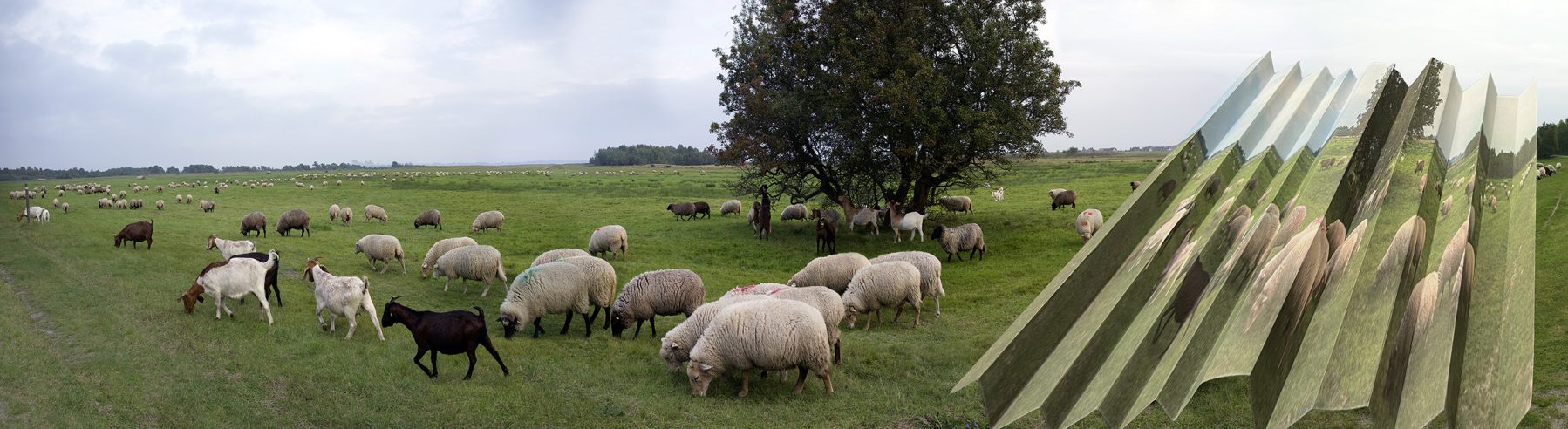 Schafe Ziegen 1